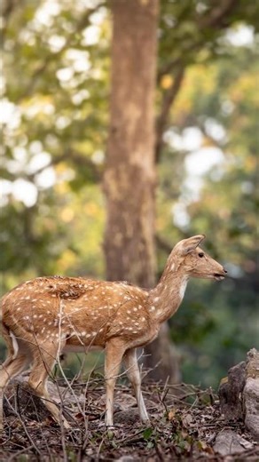 Just a peaceful forest moment.
