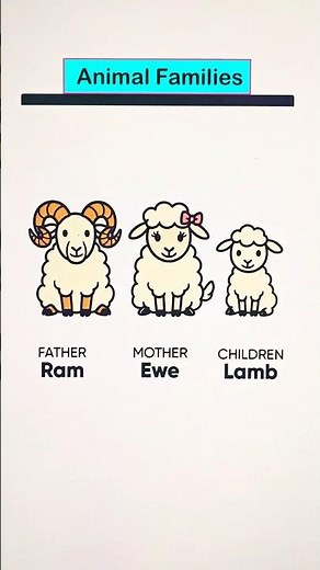 🐑Animal Families - Ram, Ewe, and Lamb Explained for Kids!