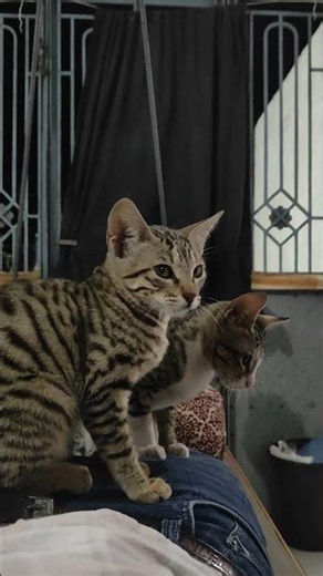 Kitten vs. Laser Pointer (Who Won?)