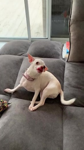 #pets #dogsoftiktok #chihuahua #foryou