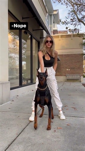 This Dog is Trained to Protect You 😈🐕 IIDoberman Pinscher Dog II 🐕⚡ II #shorts #dog