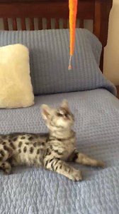 165K views · 1.5K reactions | F1 Savannah Titan...