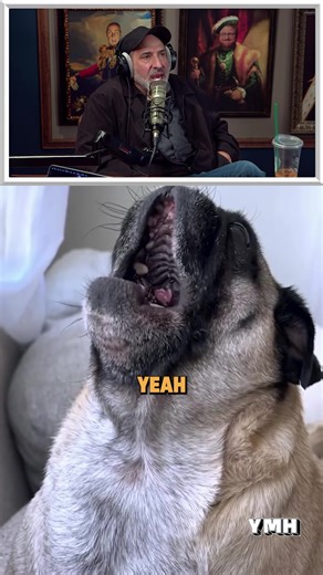 Hilarious Pug Moments That Will Brighten Your Day