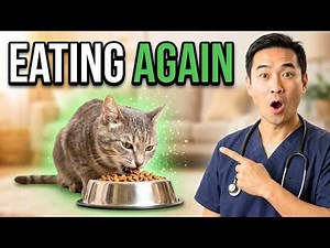 Add THIS to Your Cat's Bowl and Senior Cats Start Eating Again (Vet-Backed)