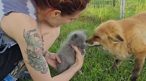 Rescued Baby Fox Meets The Other Foxes At Fox Sanctuary