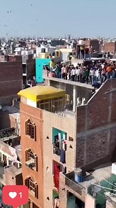 46K views · 901 reactions | Pigeon on Reels | Facebook