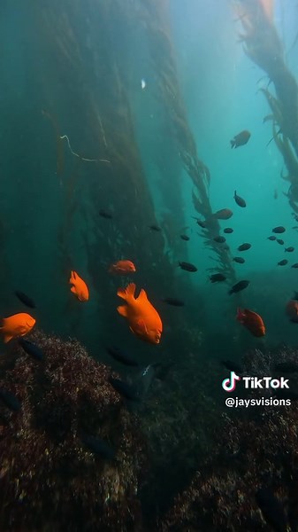 Explore the Fascinating Garibaldi Fish in California
