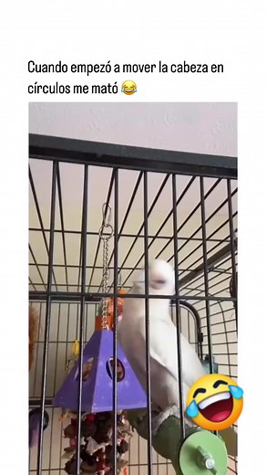 #aves #reelsviralシ #music...🤣🤣 | Mark Robles