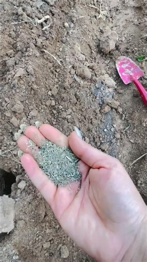 Easiest Way to Plant Carrots 🌱 #carrot #plantingcarrots #gardening #easygardening