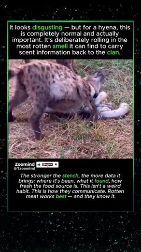 This Hyena Is Rubbing Intestines All Over Its Body #viral #wildlife #animals #facts #animalsshorts