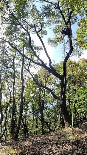 arborist & tree traverse # tree climbing technique # 아보리스트 트리트래버스