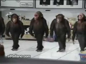 Irish Dancing Chimps 2