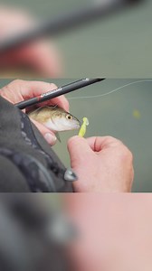 15K views · 195 reactions | The essential luggage and tackle you need for canal perch fishing  Trev walks you through everything you need, from the ideal rod and reel to leaders, accessories, and his go-to canal lures. Whether you’re starting out or looking for tips to help refine your technique, this guide has you covered. Stream now on the Fox Rage TV YouTube channel  #foxrage #canalfishing #perchfishing | Fox Rage | Facebook