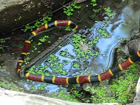 Texas Coral Snake eating a Diamondback Water Snake