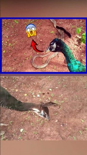 When The Peacock Attacks The Snake