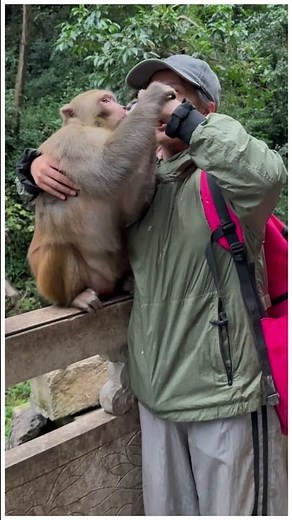 The monkey brother is held and fed food.