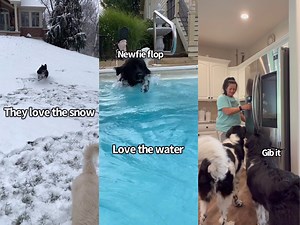 1.3M views · 43K reactions | What Its Like Owning A Newfoundland Dog. *Click on the video to enlarge it to see all the subtitles* | Daisy the newfie | Facebook