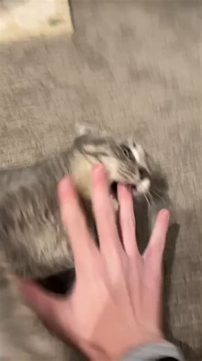 Playing Rock Paper Scissors with My Cat
