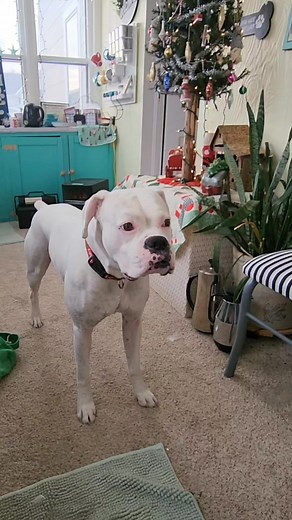 384K views · 8.6K reactions | This is so true. Yup...its the look. #boxerdog #funnydog #whiteboxerdog | Its a Boxer Dog Life | Facebook