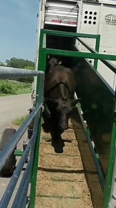 2.7K views · 26 reactions | Ready to elevate your cattle handling experience? Consider an Arrowquip Loading Ramp to load and unload your cattle seamlessly  #arrowquip #eatbeef #cattlehandling #loadingramp #cattleequipment #cattle | Arrowquip | Facebook