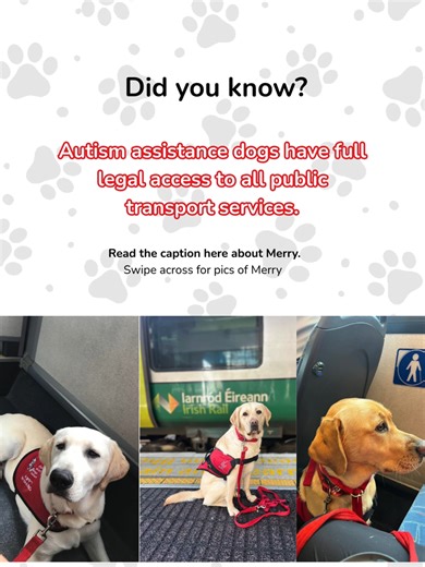 Meet Merry, a puppy in training learning the ropes of the big wide world. She’s being fostered by Andrew, who is helping her build important skills like travelling calmly on public transport, an essential step on her journey to becoming an Autism Assistance Dog. Merry is part of our “Lord of the Rings” litter, named after the brave and loyal hobbit. Small but full of courage, she’s already showing great curiosity as she learns something new every day. A big thank you to @irishrail and @buseirean