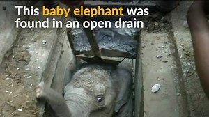 How do you get a baby elephant out of a drain? This calf was discovered and pulled out of an uncovered drain near Sri Lanka's Hambantota port. | Reuters UK