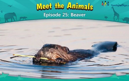 认识动物：海狸-Meet the Animals Beaver
