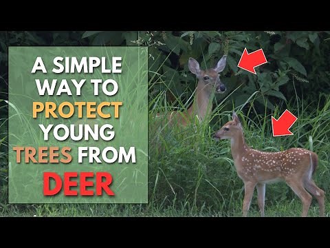 Protect Your Young TREES from DEER - Fall Garden Tips