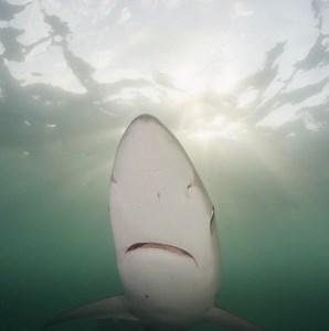 ¡¡ÚLTIMA SEMANA!! Cambia tu percepción sobre los tiburones con la exposición familiar y gratuita SHARKS de National Geographic. Una selección fotográfica con las mejores imágenes que ha captado el explorador de National Geographic @brianskerry a lo largo de los años. Abierta hasta el 30 de julio en el Movistar Centre de Barcelona. Entrada gratuita. | National Geographic