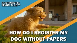 How Can I Register a Dog Without Papers?