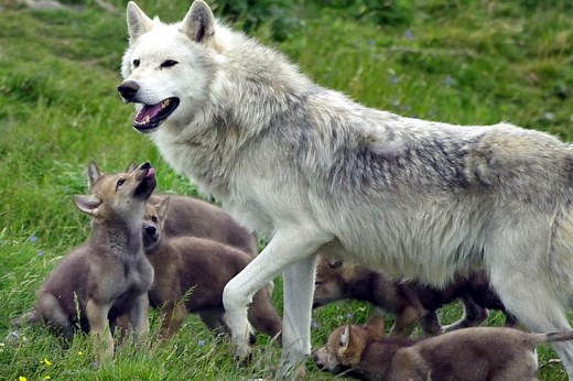 Why reintroducing just 167 wolves into the Scottish Highlands 'would help fight climate change'