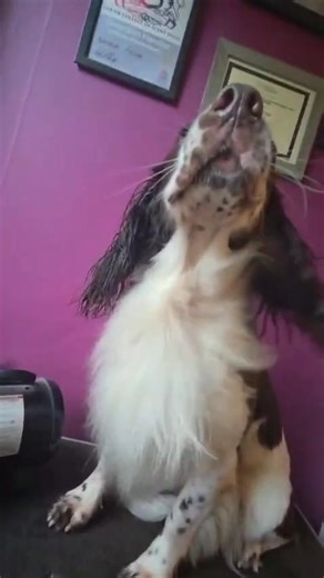 Ohh who doesn’t love a pamper - our beautiful Grouse ! Good luck in your showing class this weekend | Trusty Paws Dog Training | Facebook