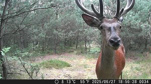 Byk przed fotopułapką 🦌 Fotopułapka TETRAO NINOX 🎥 Kacper Żyłka | Fotopułapki - Trail Cameras