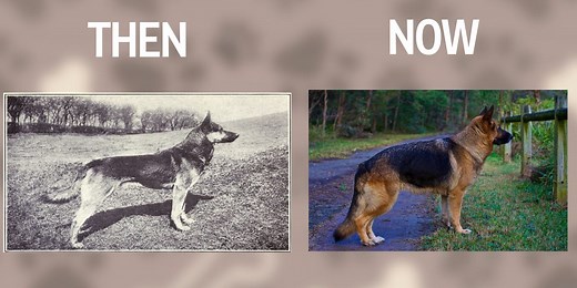 Here's what popular dog breeds looked like before and after 100 years of breeding