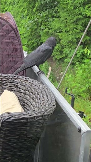 My Crow Little Turd Getting Drenched for the Last Piece of Cheese #littleturd