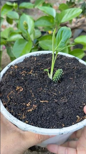 Spathiphyllum wallisii grows 500 roots by simple method