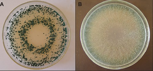 Fungo Trichoderma é aliado no controle biológico de doenças em culturas agrícolas