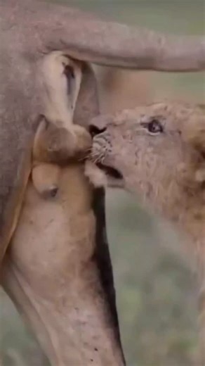 rock on Instagram: "This X post features an AI-generated video tour of five hidden, cozy living spaces behind rugged doors in a snowy landscape, from a converted car trunk to a cave dwelling, emphasizing creative off-grid housing solutions. The thread expands with two follow-up videos showcasing additional designs like bunker apartments and submarine cabins, amassing over 1.8 million views and sparking discussions on AI's role in inspiring affordable, resilient architecture. Replies highlight it