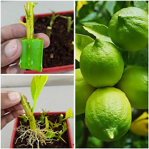 33K views · 307 reactions | How to propagate lemon tree from cuttings || lemon tree cuttings easy method | Dian Creative | Facebook