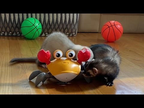 Is This Crab Best Toy Ever? 🦀 Cute Crab Toy: Ferret Review. Cinnamon & Sassy