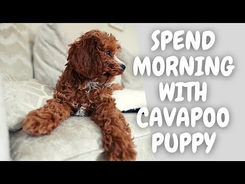 Wake Up with Our Cavapoo Puppy: A Morning Routine Vlog