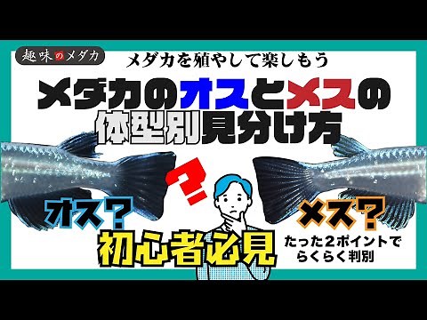 【タイプ別】メダカのオスとメスの見分け方