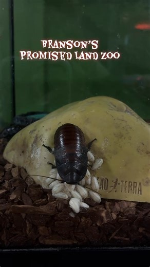 Meet the Madagascar Hissing Cockroaches! These fascinating insects are known for their signature hiss — a sound they make by forcing air through tiny openings in their bodies, used to communicate or show off! Unlike many other insects, Madagascar Hissing Cockroaches give birth to live young. The female carries her eggs inside a special case called an ootheca until the nymphs are ready to hatch — about 60 days later. She then gives birth to 20–60 tiny, pale babies that soon darken and grow into t