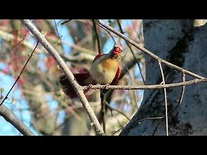 Female Northern Cardinal Courtship Display