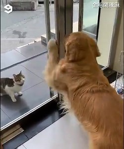 Sueprvision...🦊 | Plus Media