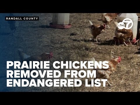 Judge reverses bid to list prairie chickens as endangered, sparking industry relief