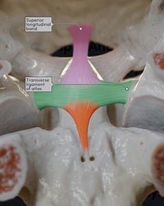 35K views · 283 reactions | This time, we're exploring the ligaments...