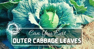Can You Eat Outer Leaves Of Cabbage?