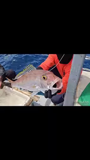 12K views · 402 reactions | Mud Crab | Harabas | Harabas | Facebook