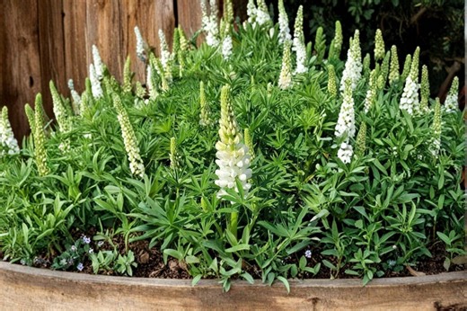 White Lupine 20 Seeds – Lupinus polyphyllus